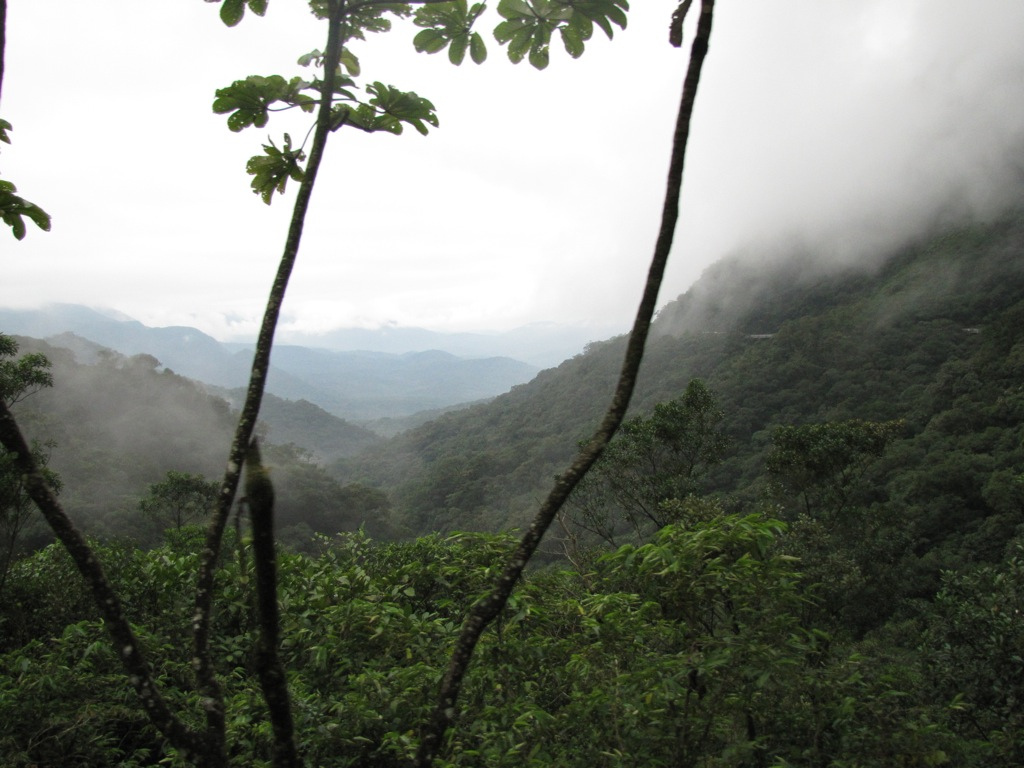 Brazilian Atlantic Moist Forests (NT14) | One Earth